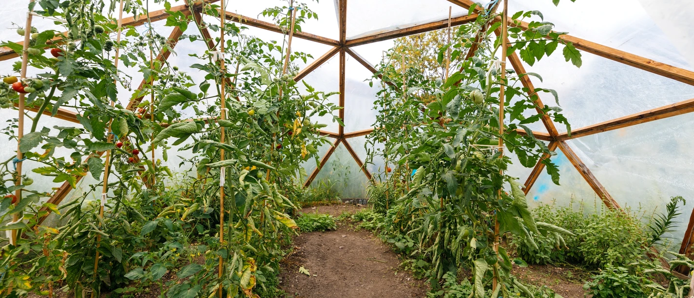 Annalinde mit Gewächshaus - Urbane Kultur in Leipzig Foto aus dem Garten-Gewächshaus im Annalinde und auf das dort angepflanzte Grün, Gewächshaus, Urban, Landwirtschaft, Freizeit