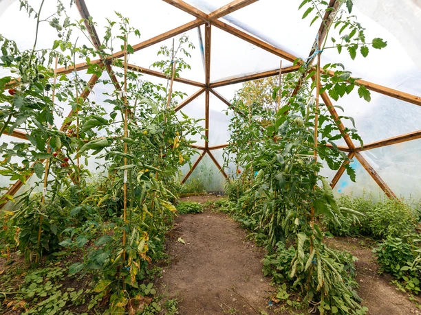Photo from the garden greenhouse in Annalinde and the greenery planted there, Greenhouse, Urban, Agriculture, Leisure