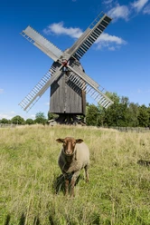 Bockwindmühle Bad Düben - Industriekultur in der Leipzig Region Im Vordergrund steht ein junges Schaf auf einer grünen Wiese, im Hintergrund vor blauem Himmel eine alte Bockwindmühle, Industriekultur, Natur, Freizeit