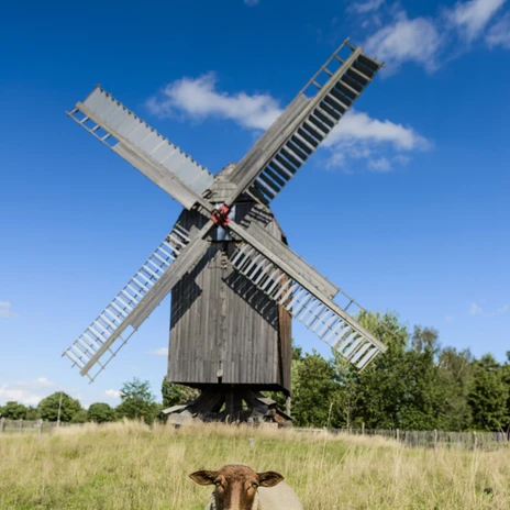 Bockwindmühle Bad Düben - Industriekultur in der Leipzig Region