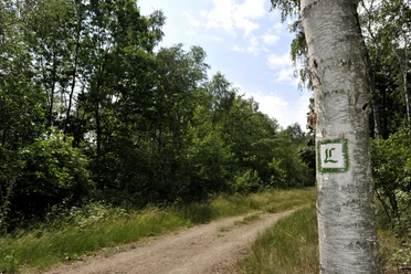 View of a section of the Luther Trail, at the edge of which a tree with a spray-painted L stands as a symbol for the Luther Trail, nature, hiking, pilgrimage