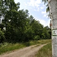 Lutherweg bei Löbnitz - Wandern in der Leipzig Region Blick auf einen Wegabschnitt des Lutherwegs, an dessen Rand ein Baum mit dem aufgesprühten L als Symbol für den Lutherweg steht, Natur, Wandern, Pilgern