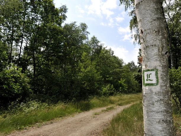 Lutherweg bei Löbnitz - Wandern in der Leipzig Region Blick auf einen Wegabschnitt des Lutherwegs, an dessen Rand ein Baum mit dem aufgesprühten L als Symbol für den Lutherweg steht, Natur, Wandern, Pilgern