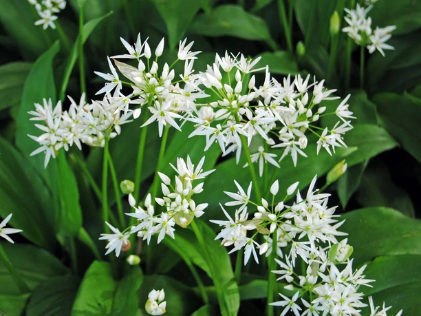 Blühender Bärlauch - Freizeiterlebnisse in Leipzig Grüner Bärlauch mit vielen weißen Blüten, Natur, Freizeit
