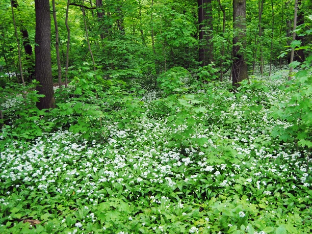 Bärlauch im Wald - Freizeiterlebnisse in der Leipzig Region Blick in den Wald und davor liegender Wiese mit blühendem Bärlauch , Natur, Freizeit, Spazieren