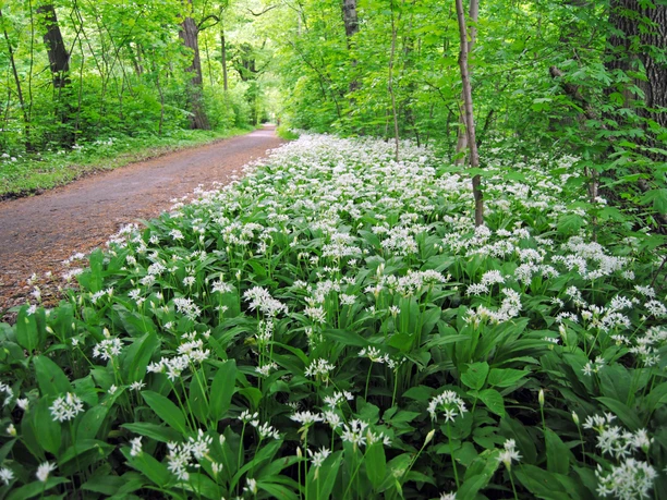 Waldweg mit Bärlauch - Freizeiterlebnisse in der Leipzig Region Blick in den Wald und davor liegender Wiese mit blühendem Bärlauch, Spazieren, Natur, Freizeit