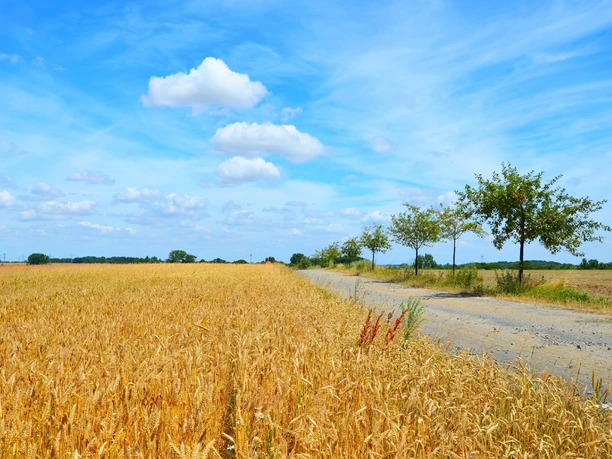 Le chemin de Luther en Saxe à côté d'un champ de céréales sous un ciel bleu, randonnée, pèlerinage, nature