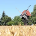 Bockwindmühle Ballendorf - Industriekultur in der Leipzig Region Blick auf die historische Bockwindmühle Ballendorf hinter einem Getreidefeld vor blauem Himmel, Industriekultur, region, ausflug