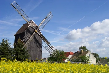 Bockwindmühle Luppa - Industriekultur in der Leipzig Region Blick auf die Bockwindmühle vor blühendem Feld, Kultur, Freizeit
