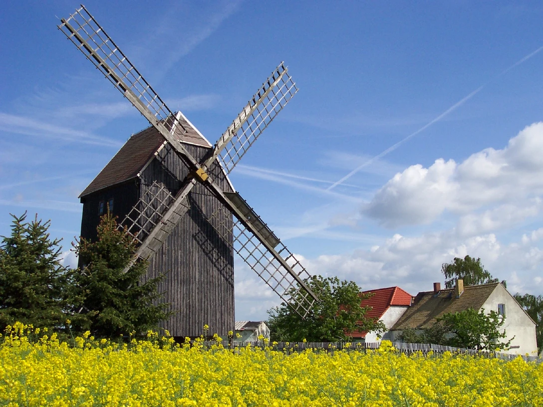 Bockwindmühle Luppa - Industriekultur in der Leipzig Region Blick auf die Bockwindmühle vor blühendem Feld, Kultur, Freizeit