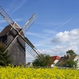 Bockwindmühle Luppa - Industriekultur in der Leipzig Region Blick auf die Bockwindmühle vor blühendem Feld, Kultur, Freizeit
