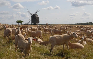 Bockwindmühle Zeuckritz - Industriekultur in der Leipzig Region Schafe auf einer Wiese und im Hintergrund die Windmühle, Region, Ausflüge, Sehenswürdigkeiten
