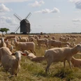 Bockwindmühle Zeuckritz - Industriekultur in der Leipzig Region Schafe auf einer Wiese und im Hintergrund die Windmühle, Region, Ausflüge, Sehenswürdigkeiten