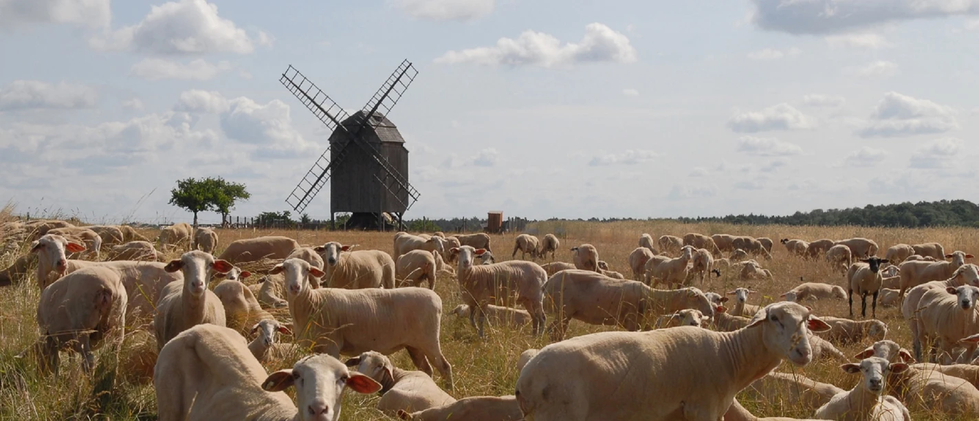 Bockwindmühle Zeuckritz - Industriekultur in der Leipzig Region Schafe auf einer Wiese und im Hintergrund die Windmühle, Region, Ausflüge, Sehenswürdigkeiten