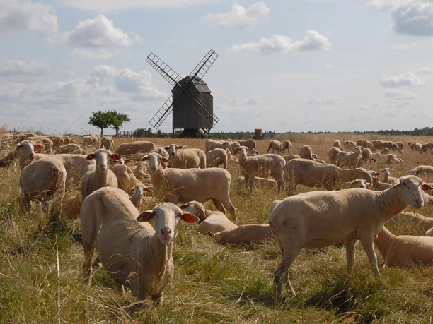 Des moutons dans un pré et le moulin à vent en arrière-plan, région, excursions, curiosités