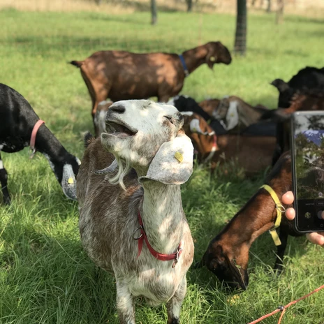 Querfeldwiesetour Ziegen - Regionale Produkte aus Leipzig