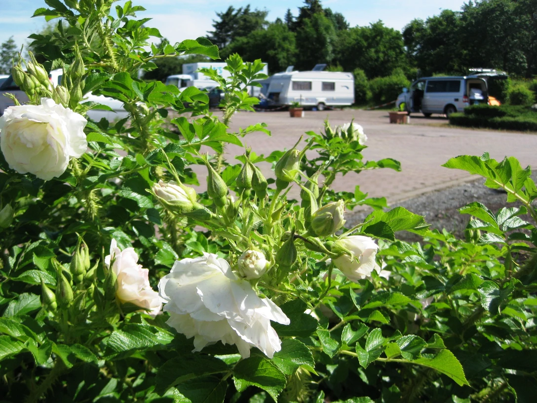 Caravanstellplatz im Seepark Auenhain © Seepark Auenhain