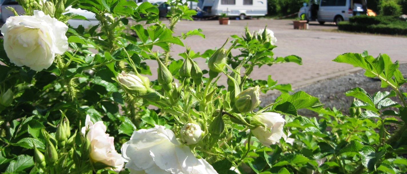 Caravanstellplatz im Seepark Auenhain © Seepark Auenhain