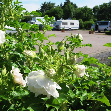 Caravanstellplatz im Seepark Auenhain © Seepark Auenhain