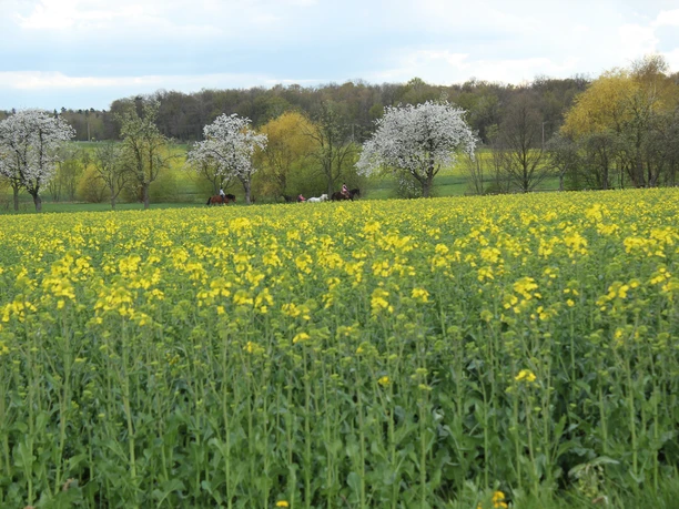 Landscape Lossatal