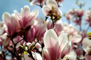 Magnolienblüte am Elsterbecken - Leipzig im Frühling