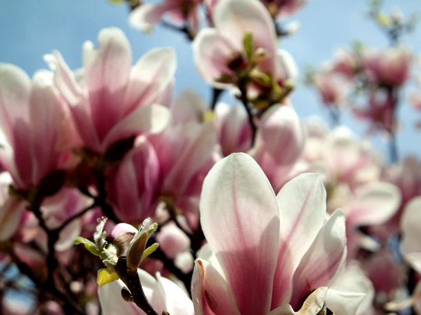 Magnolienblüte am Elsterbecken - Leipzig im Frühling