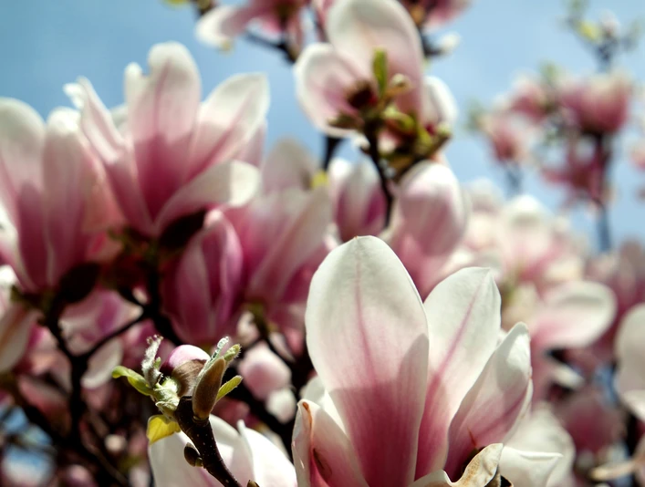 Magnolienblüte am Elsterbecken - Leipzig im Frühling