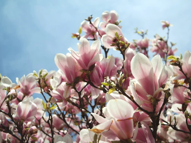 Magnolia at the Elster basin - Leipzig in spring