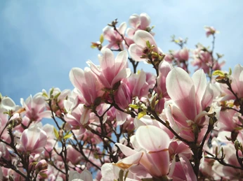 Magnolie am Elsterbecken - Leipzig im Frühling