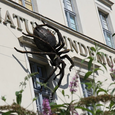 Zbliżenie na zewnętrzną fasadę Muzeum Historii Naturalnej w Lipsku z dużym pająkiem.