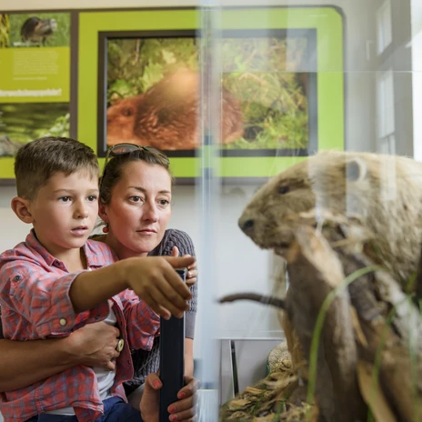 Eine Mutter schaut mit ihrem Sohn in einen Ausstellungskasten mit einem ausgestopften Biber im NaturparkHaus Dübener Heide