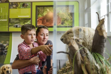 Naturparkhaus Bad Düben - Leipzig und Region Eine Mutter schaut mit ihrem Sohn in einen Ausstellungskasten mit einem ausgestopften Biber im NaturparkHaus Dübener Heide