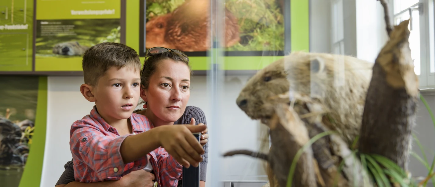 Naturparkhaus Bad Düben - Leipzig und Region Eine Mutter schaut mit ihrem Sohn in einen Ausstellungskasten mit einem ausgestopften Biber im NaturparkHaus Dübener Heide