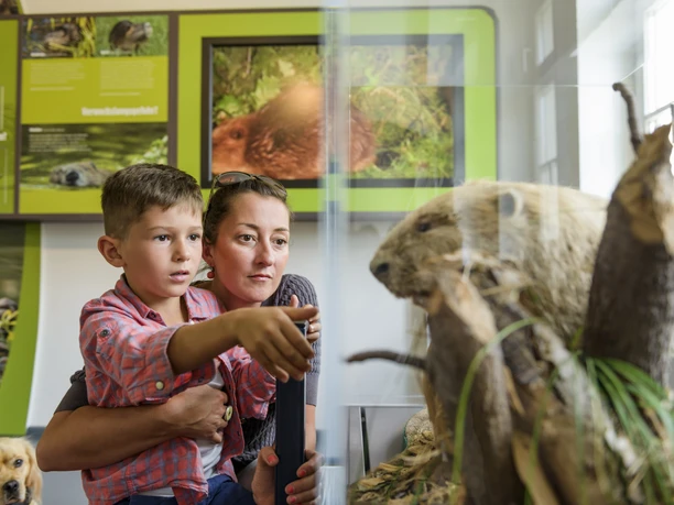 Naturparkhaus Bad Düben - Leipzig und Region Eine Mutter schaut mit ihrem Sohn in einen Ausstellungskasten mit einem ausgestopften Biber im NaturparkHaus Dübener Heide