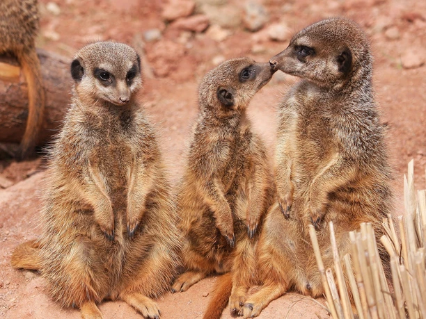 Rittergut Dornreichenbach -Tiergehege Erdmännchen © Ullmann Marketing