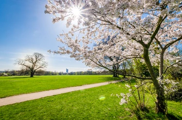 Rosental - Parks in Leipzig Blick in das Rosental nahe des Zoos Leipzig und rechts ist ein blühender Baum im Park zu sehen