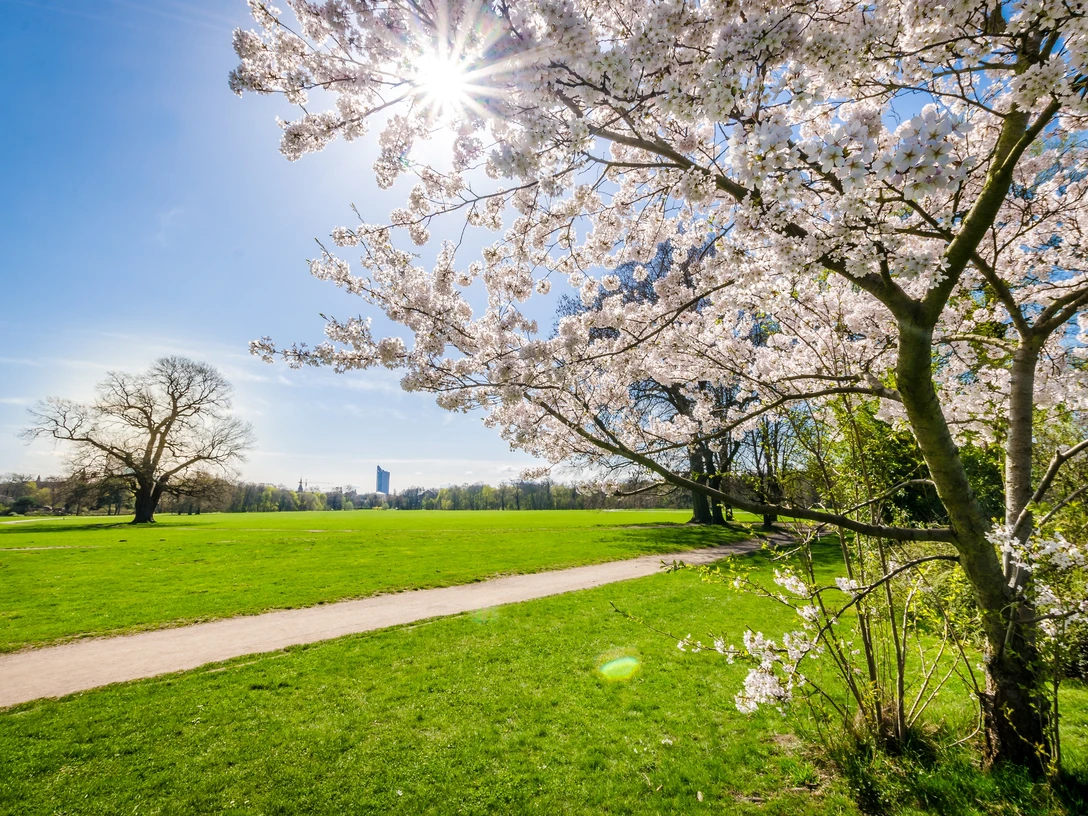 Rosental - Parks in Leipzig Blick in das Rosental nahe des Zoos Leipzig und rechts ist ein blühender Baum im Park zu sehen