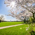 Rosental - Parks in Leipzig Blick in das Rosental nahe des Zoos Leipzig und rechts ist ein blühender Baum im Park zu sehen