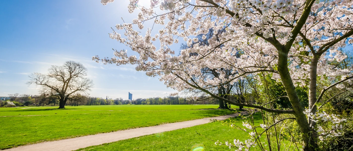 Rosental - Parks in Leipzig Blick in das Rosental nahe des Zoos Leipzig und rechts ist ein blühender Baum im Park zu sehen