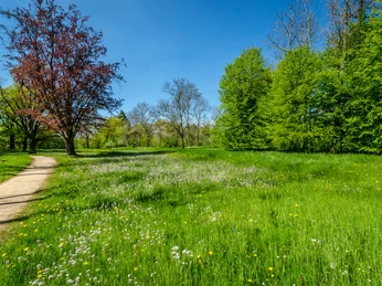 Schlosspark Lützschena, Freifläche