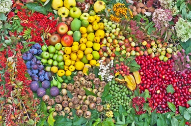 Sornziger Wilde Früchteernte - Regionale Produkte aus Leipzig