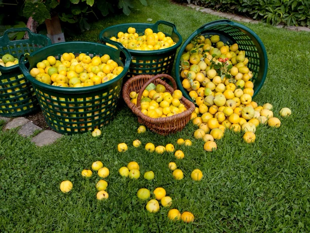 Récolte de coings sauvages de Sornzig - Produits régionaux de Leipzig Récolte de coings sauvages de Sornzig - Produits régionaux de Leipzig