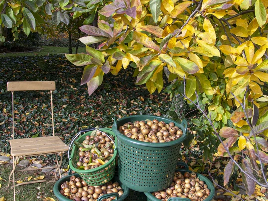 Sornziger Wilde Mispelernte - Regionale Produkte aus Leipzig