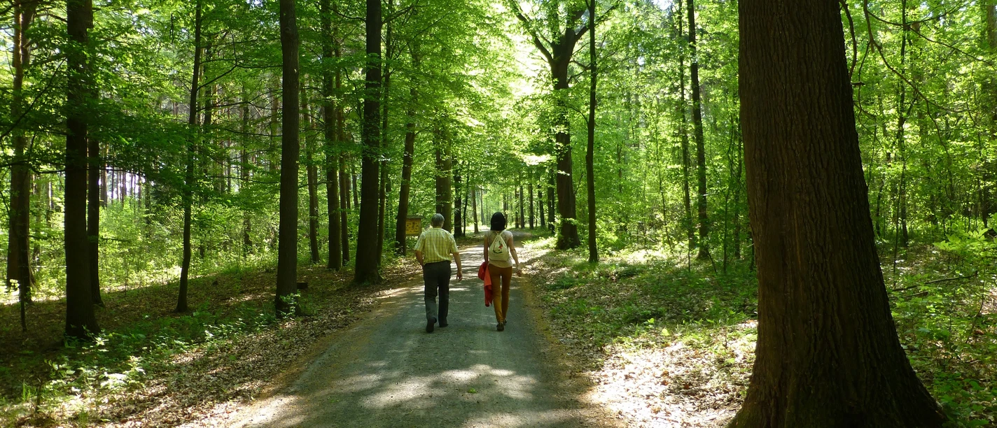 Ein Pärchen läuft entlang eines Waldwanderweges.