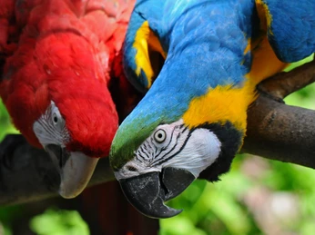 Aras im Tiergarten Delitzsch - Familienausflug in die Leipzig Region Zwei bunte Aras sitzen auf einem Ast und schauen neugierig in die Kamera, Leipzig und Region, Familienausflug