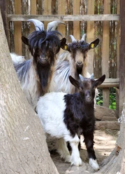 Tiergehege Dornreichenbach © Verein Tiergehege Dornreichenbach