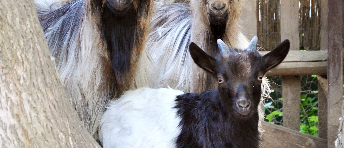 Tiergehege Dornreichenbach © Verein Tiergehege Dornreichenbach