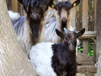 Tiergehege Dornreichenbach © Verein Tiergehege Dornreichenbach