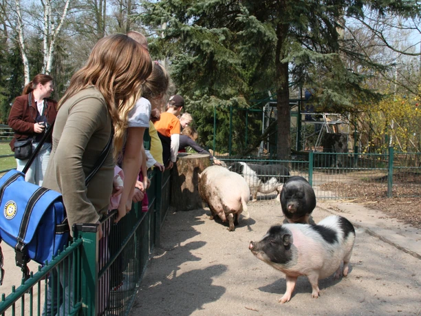 De nombreux enfants se rassemblent devant l'enclos des cochons à ventre suspendu pour les caresser, Leipzig et sa région, Excursion en famille