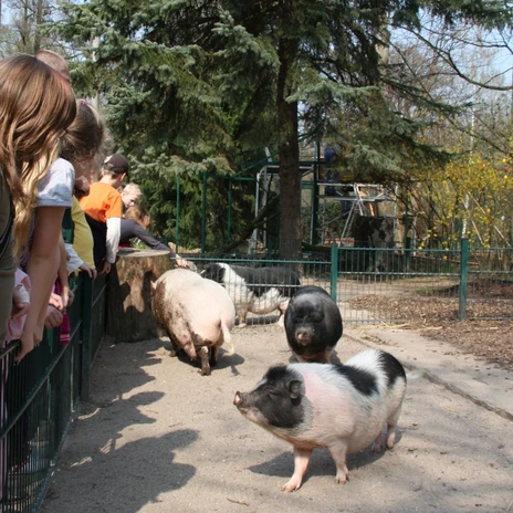 Hängebauchschweine im Tierpark Eilenburg - Familienausflug in die Leipzig Region